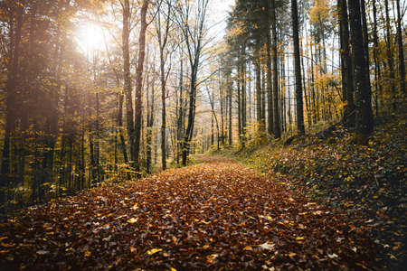 Forest background in autumn or fall season with brown foliage and sunshine, broadleaf woodland