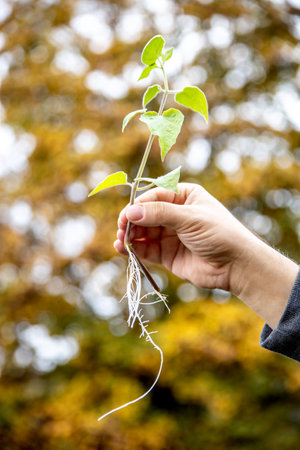 Offshoot or cutting plant, physalis peruviana with roots, man holding outdoorの写真素材