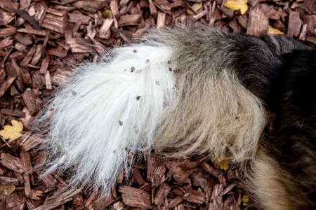 Dog with painfull burs into his fur, walk into the nature, burdocks