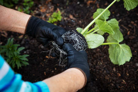 young zucchini plant will be planted in the garden by a female senior or pensionerの写真素材