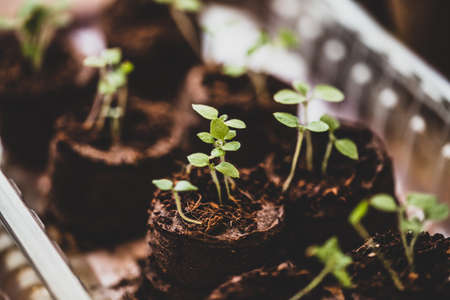 propagation seed pot with soil and physalis seedlings or sprouts in growthの写真素材