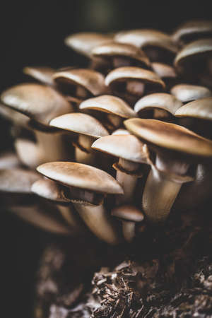 mushrooms with mycelium substrate, fungiculture at home or on a mushroom farm, Agrocybe aegerita