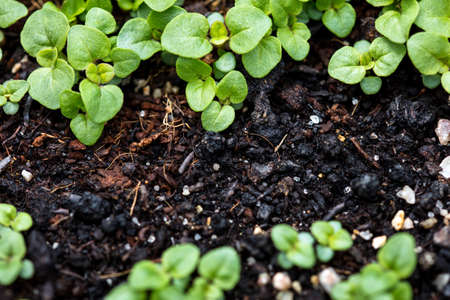 Seedling of oregano plants, fresh organic herbs growing up, origanum vulgare