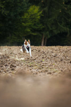 Young dog is running over a field, walk and activity with the petの写真素材