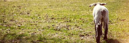 Panorama, backview from a lamb on the meadow with copyspaceの写真素材