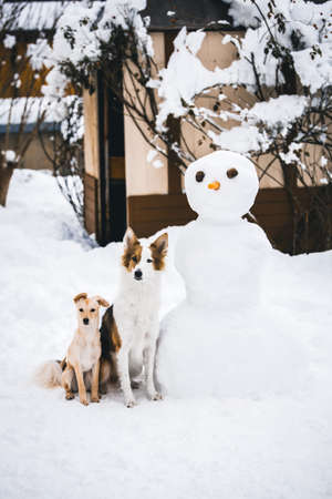 Mixed breed dog and a puppy beside a snowman figure in the garden, background with snowの写真素材