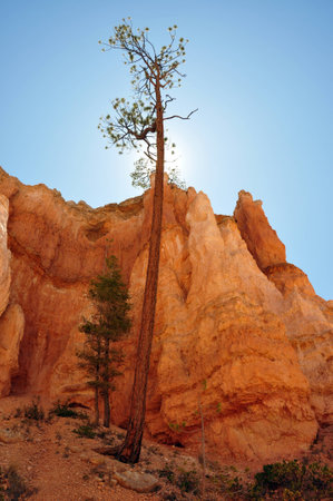 Pine into the light of the descending sun at Bryce Canyon National Parkの写真素材
