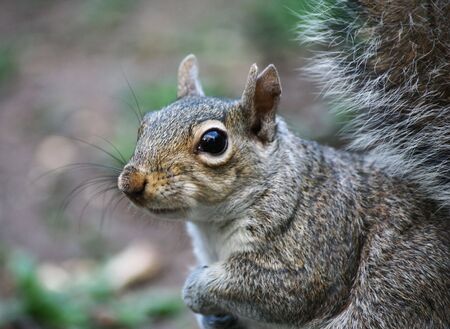 squirrel