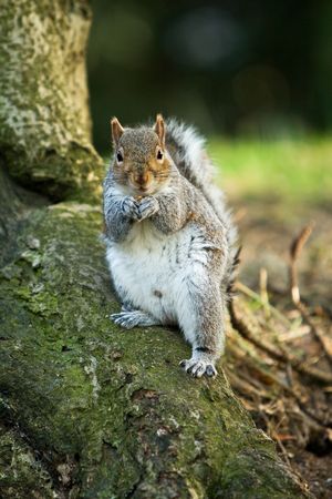 a cute squirrel with nut looking at the camera