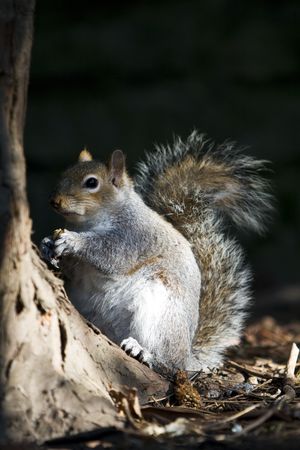 squirrel eating nutの写真素材