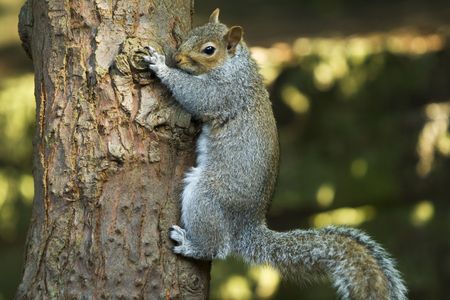 squirrel :on the treeの写真素材