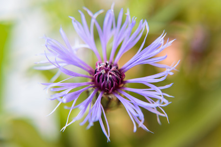 Blossom of a cornflower