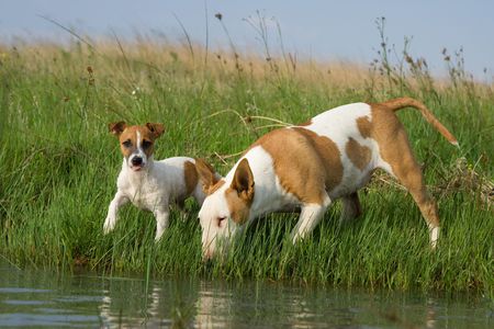 Bullterrier and Jack Russelの写真素材