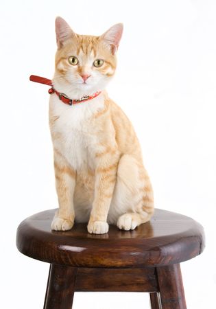 Ginger cat on wooden chairの写真素材