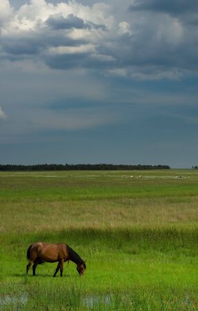 Horse landscapeの写真素材