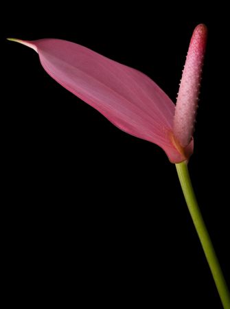 Pink Anthurium - flamingo flower on pure black backgroundの写真素材