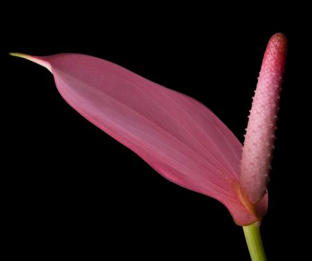 Pink Anthurium - flamingo flower on pure black backgroundの写真素材