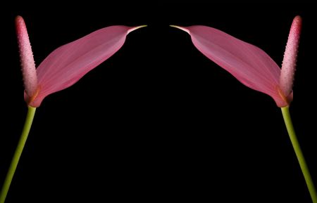 Pink Anthurium - flamingo flower on pure black background frameの写真素材
