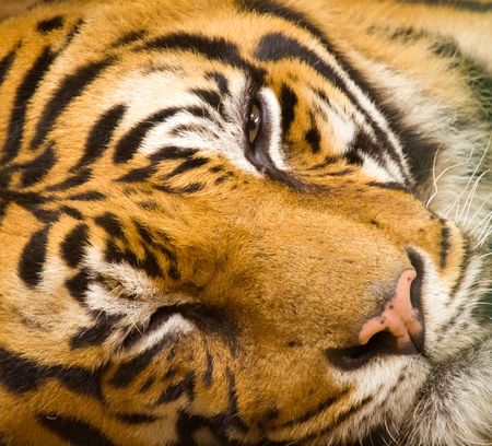 Closeup of tiger face