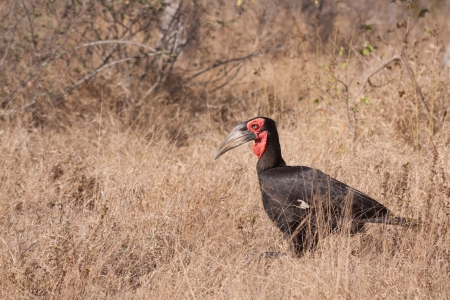 Southern Ground Hornbill in Kruger National Parkの写真素材