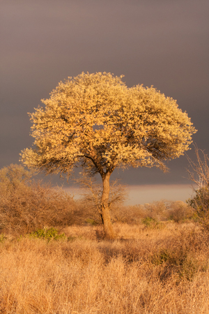 Acacia nigrescens knobthorn tree in full flower bloom in Kruger National Park South Africaの写真素材