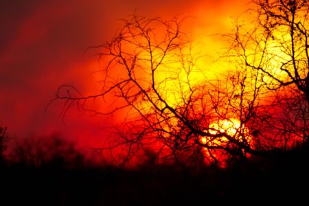 Dramatic close-up sunset in Kruger National Park South Africaの写真素材