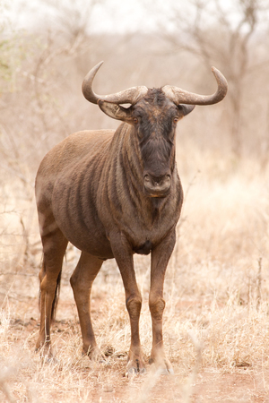 Blue Wildebeest staring at camera captured in Kruger National Park South Africaの写真素材