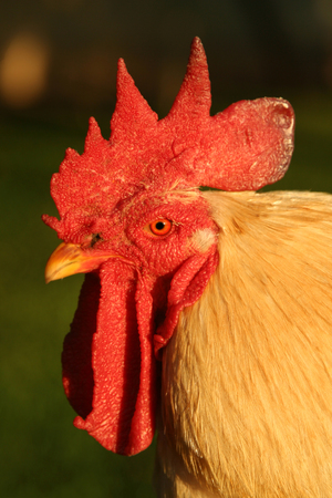 Chicken rooser portrait showing big red combの写真素材
