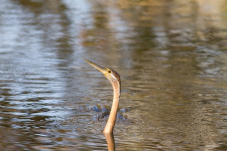 African darter snakebird swimming in lake with only neck protruding