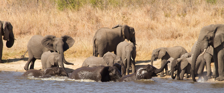 Herd of elephants swimming and playing in water in South Africaの写真素材