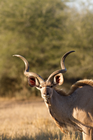 Kudu portrait in Kruger National Park South Africaの写真素材