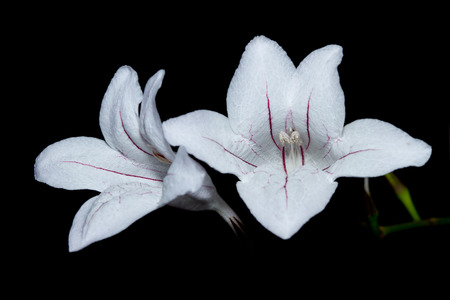 Two subtle White daylily flowers on black backgroundの写真素材