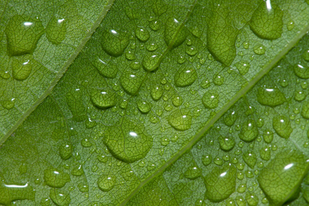Fresh water drops on green leafs background abstractの写真素材