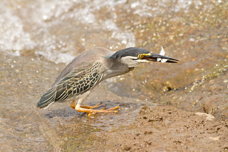 Green heron Butorides virescens with double fish catch in South Africaの写真素材