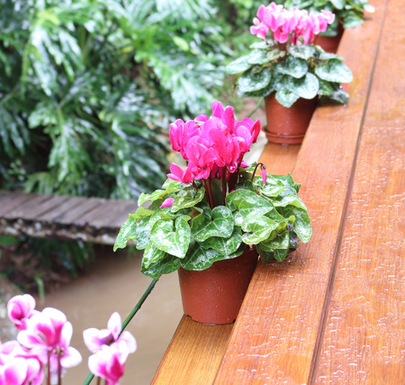 Water drops on pink cyclamen flowerの写真素材
