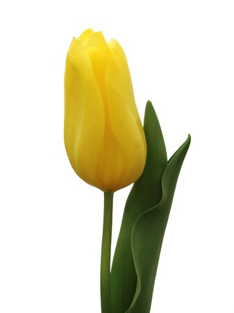 Yellow tulip isolated on white backgroundの写真素材