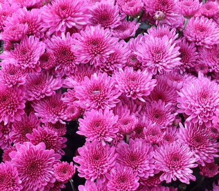 Close up of beautiful pink flower backgroundの写真素材