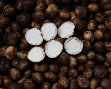 Basa mushrooms textureの写真素材