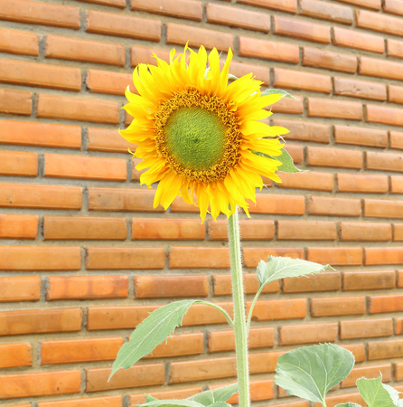 Sunflower bloom, Brick wall backgroundの写真素材
