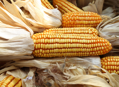 Yellow dried corn texture