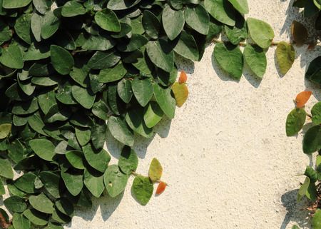 Green Leaves On The Wall background.