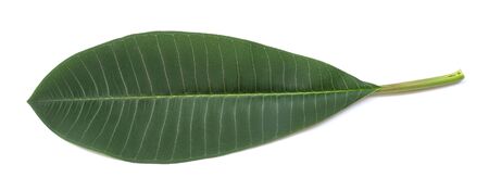 Frangipani leaf isolated on white backgroundの写真素材