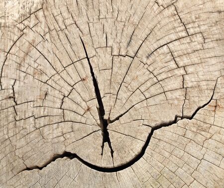 Surface of timber backgroundの写真素材