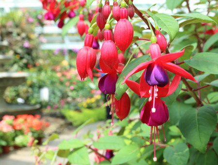 Red bell flowers purple bouquet