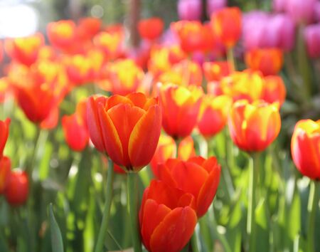 Colorful tulips flower backgroundの写真素材