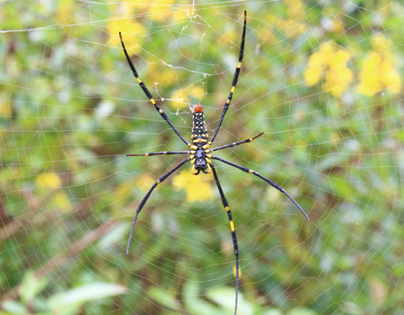 Giant wood spider on the cobweb in the forest