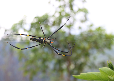 Giant wood spider on the cobweb in the forestの写真素材