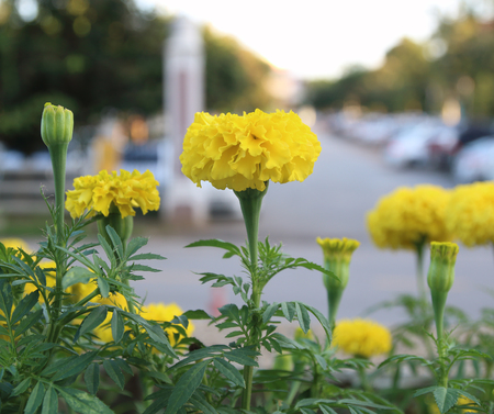 Marigolds flowerの写真素材