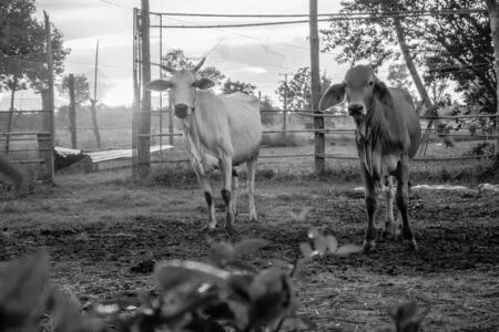 cows relaxing near the rice farmの写真素材