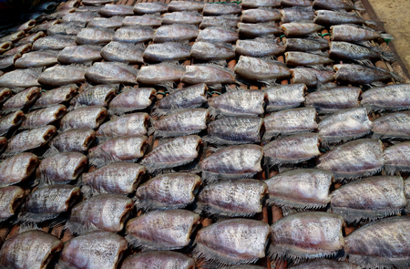 Trichogaster pectoralis,Fish is one of the most popular foods in Thailand.の写真素材